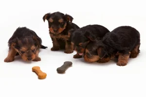 How To Buy High-Quality For Pets Online This Summer Season