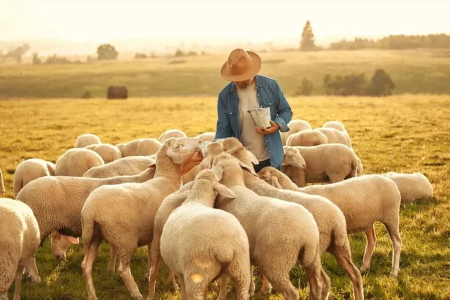 Sheep Farmer