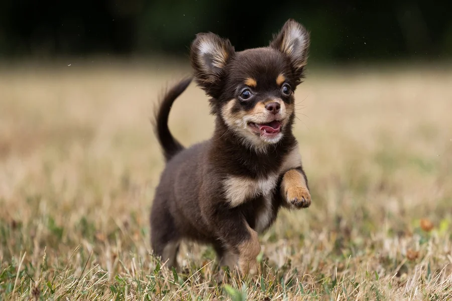 How Do You Choose A Healthy Chihuahua Puppy